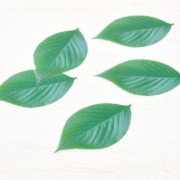 型抜き ミニクリアシート 木の葉 20枚入